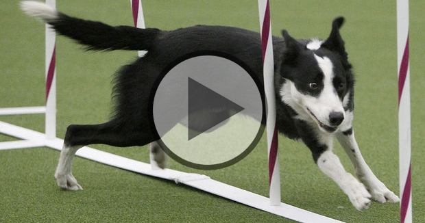 2015 Masters Agility Championship