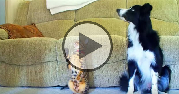 Border Collie vs. Bengal: A Trick Contest