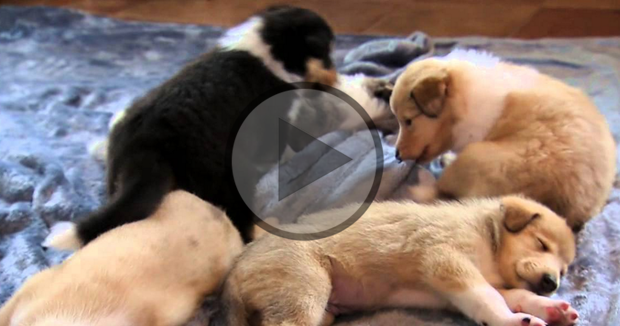 Tired Collies… Too Cute!