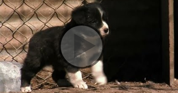 Pups Ruffle Some Feathers