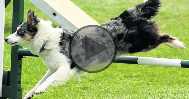 International Border Collie Championship