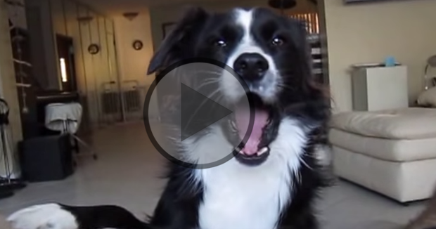 Talking Border Collie