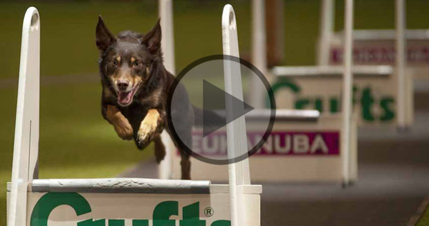 Flyball Team Final