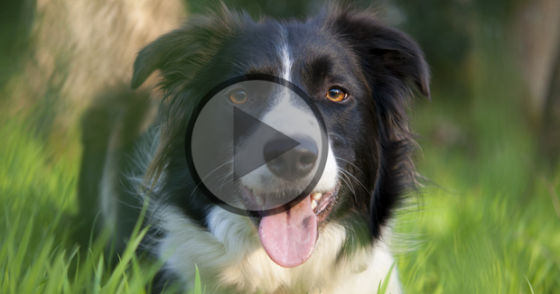 What’s it Like to Own a Border Collie?