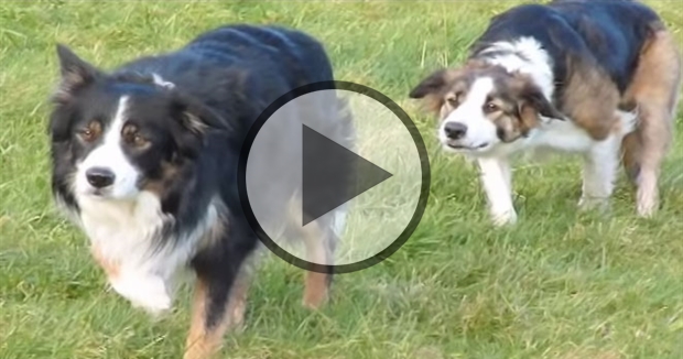 The Border Collie Walk!