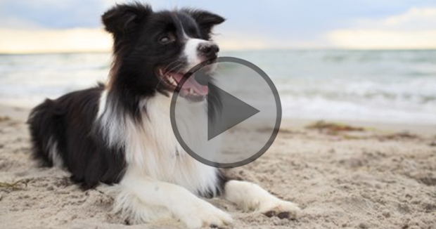 Border Collies at The Beach