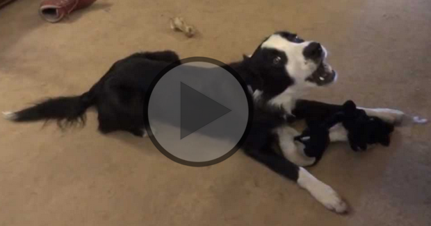 Border Collie Singing