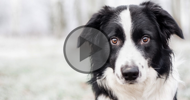 Border Collie Rescue