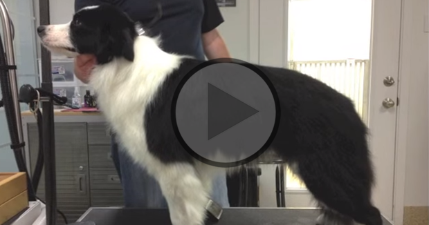 Border Collie Grooming