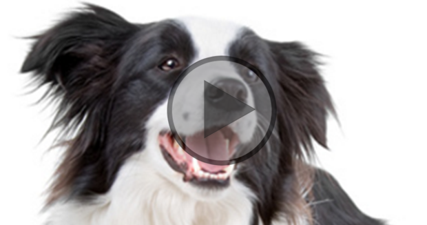 Border Collie Breed