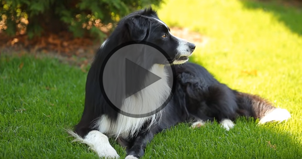 Border Collie & Frisbee