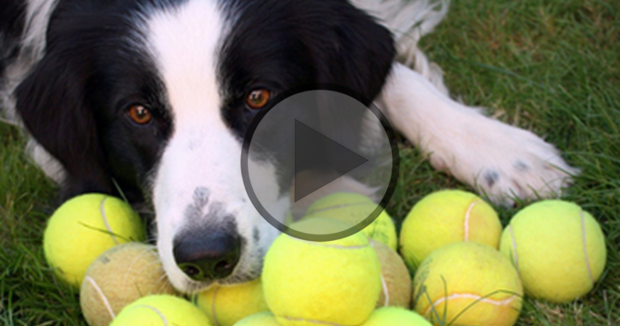 Tennis Balls