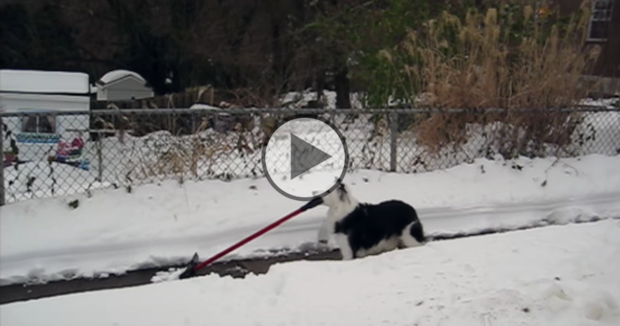 Snow Shoveling Dog