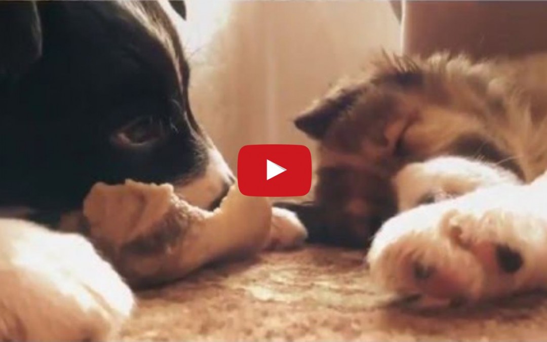 Super Cute Video of 10 Week Old Border Collie Puppies