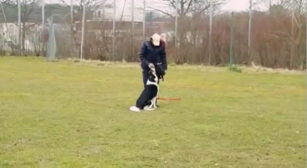 Just a Cute Border Collie Playing With Her Owner