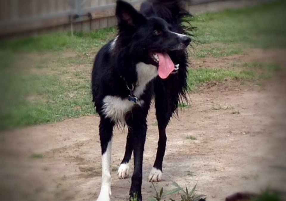 Hal the Border Collie is One Smart, Loving Dog