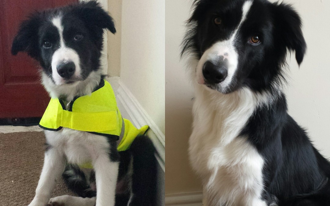 Tesla the Border Collie Wants to Give You a High Five!