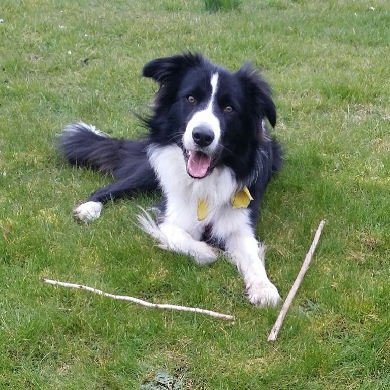 Tesla the Border Collie Wants to Give You a High Five! | Border Collie ...