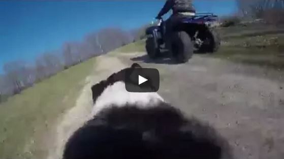 This ‘GoPro’ Collie Loves Chasing ATVs