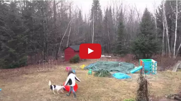 Cool Time Lapse Video of a Border Collie Doing Tricks