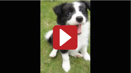 Check Out This Heart-Melting Border Collie Tribute Video!