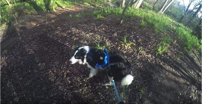 Altis The Border Collie Is Very Fast!