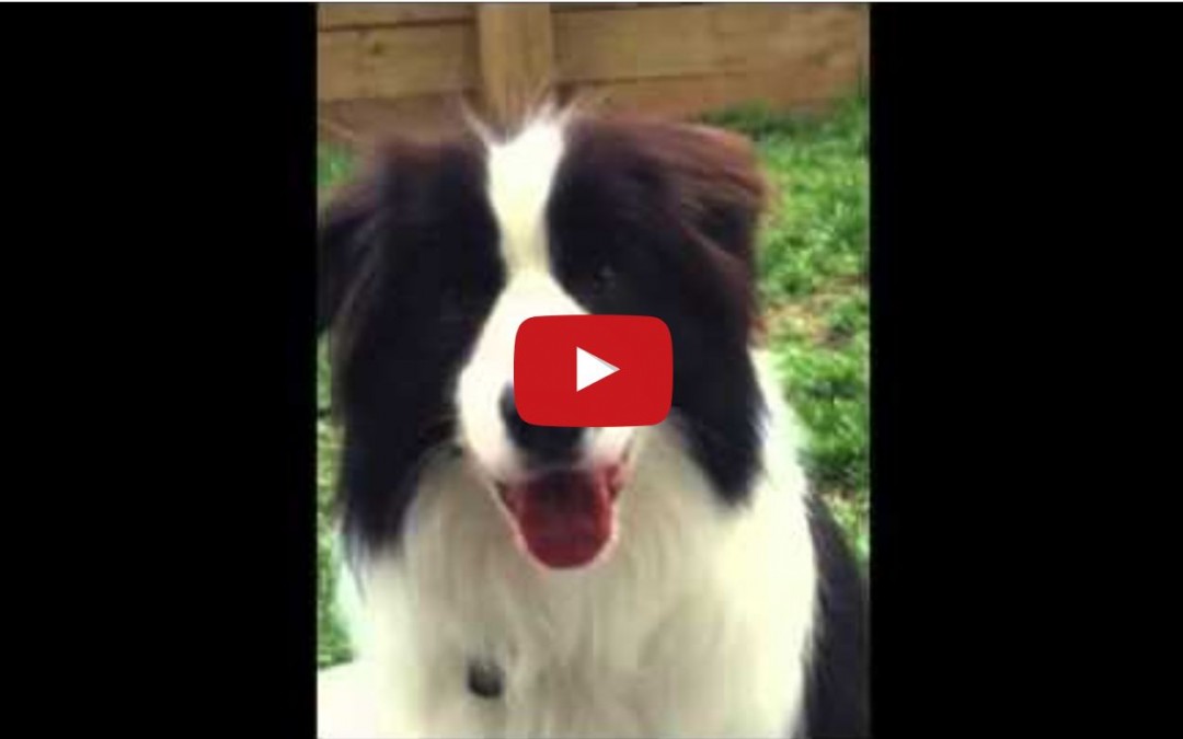 Meet Some of Our Fan Club’s Beloved Border Collies!