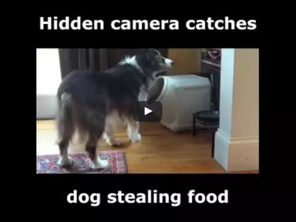 Nothing Can Stop This Border Collie From Getting Food!