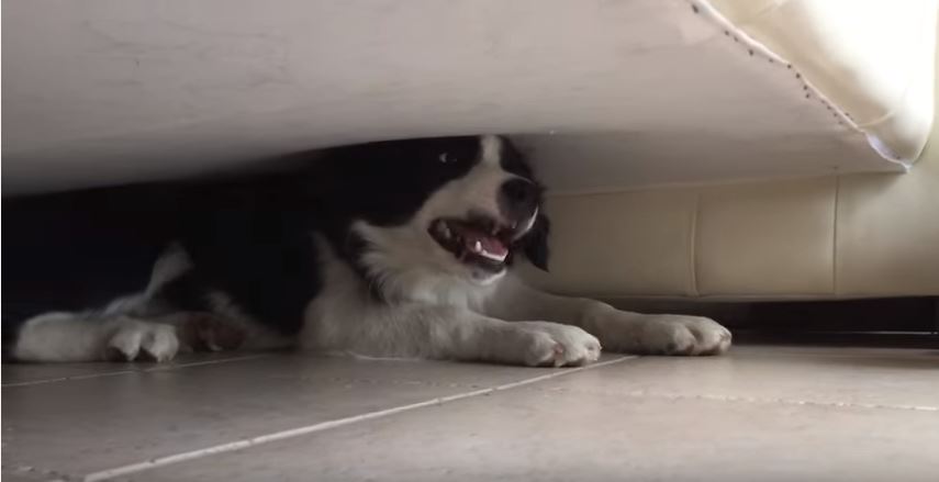 Border Collie Puppy Underneath Sofa