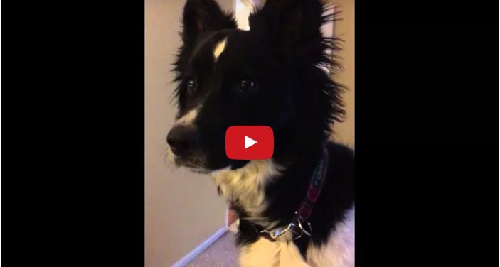 Ever Have a Conversation With a Border Collie?