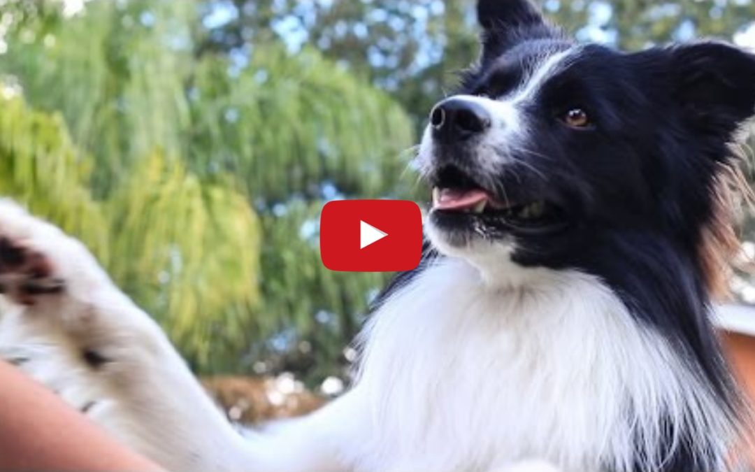 Draco the Border Collie is ‘Tricky!’