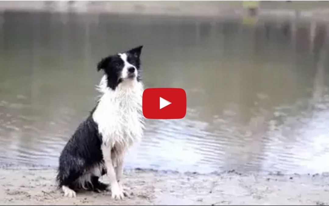 Egon the Border Collie’s Birthday Video is All Kinds of Awesome!