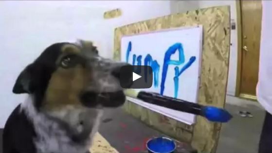 Amazing Border Collie Can Write His Own Name!