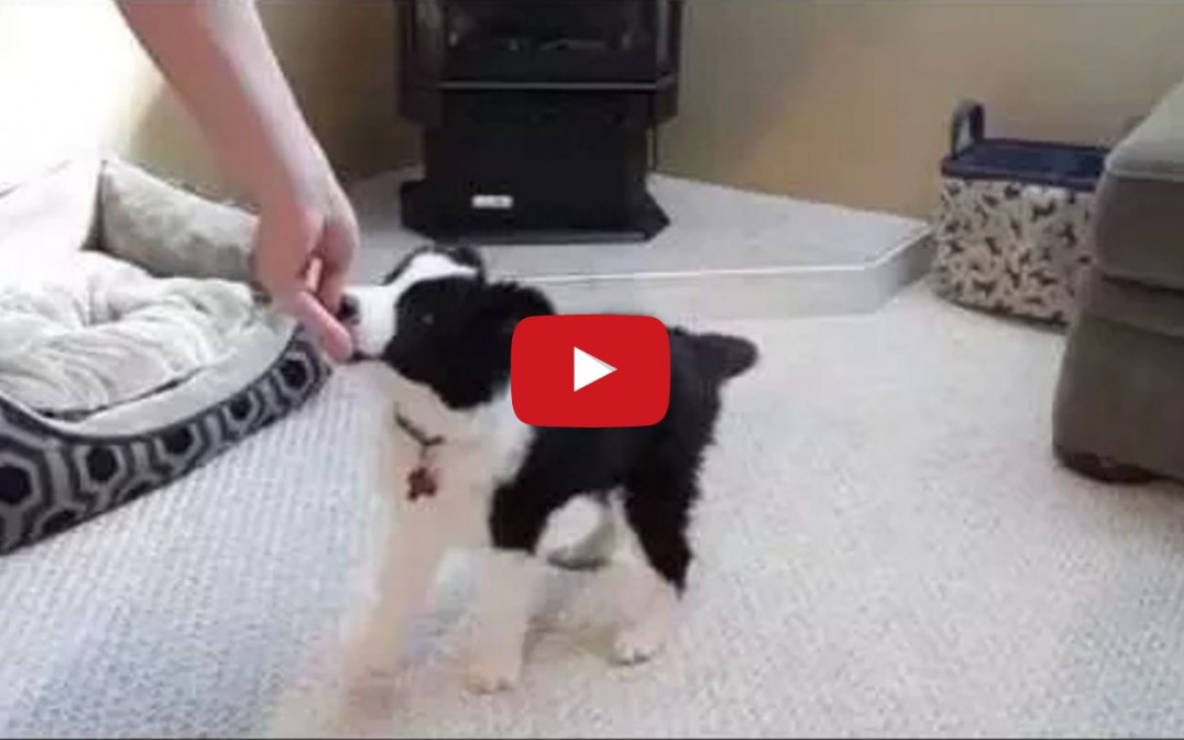 Watch This Cute Border Collie Puppy Trying To Learn Tricks!