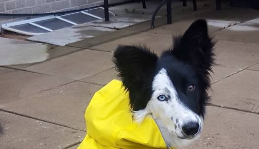 Maisie The Border Collie Is Very Clever!