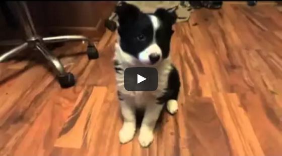 Mia is an Adorable Border Collie Puppy Learning to Paw!