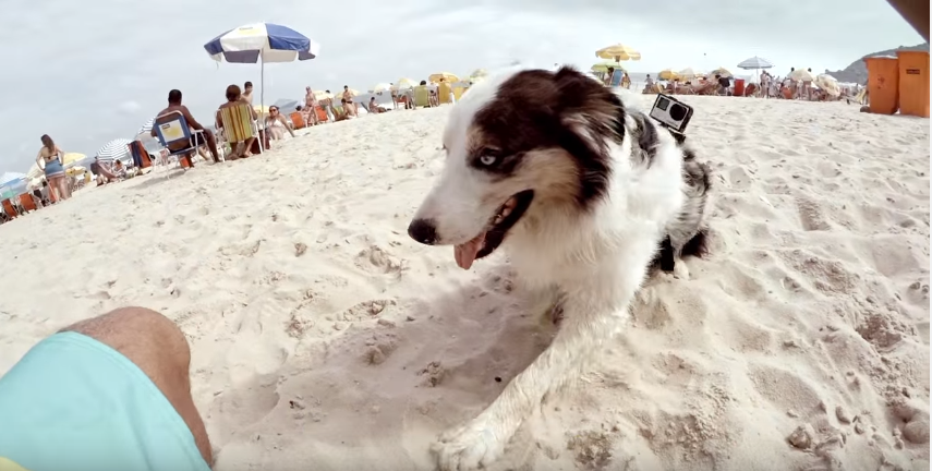 Watch Scotch Juggle Some Soccer Balls!