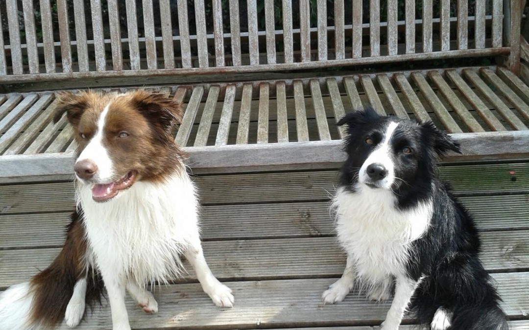 Meet Tillie and Gyp!  Two Playful Border Collies