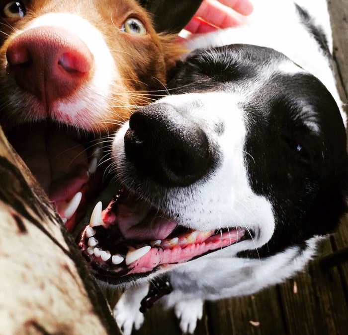 An Inseparable Pair of Border Collies! Meet Roxy & Ruger!