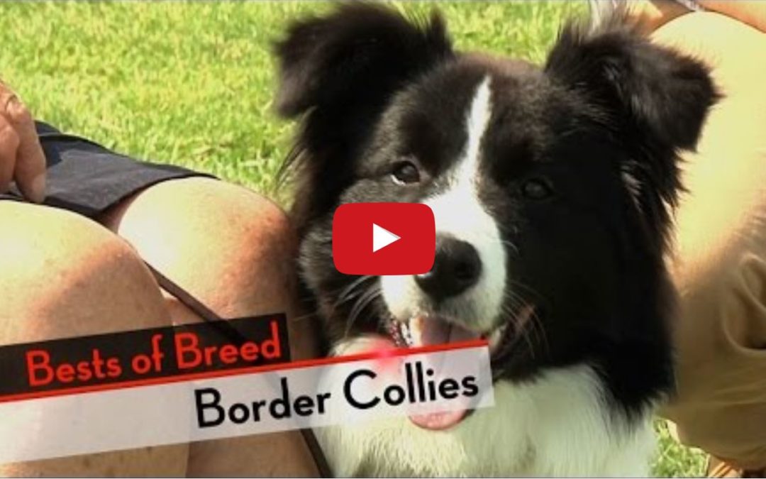 Best of Breed – Judith Gregory Talks Border Collies