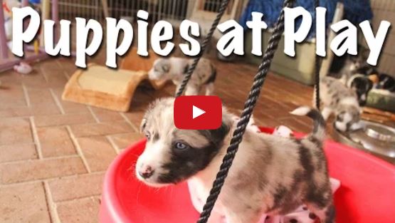 Nothing To See Here… Except Super Cute Border Collie Puppies Playing!