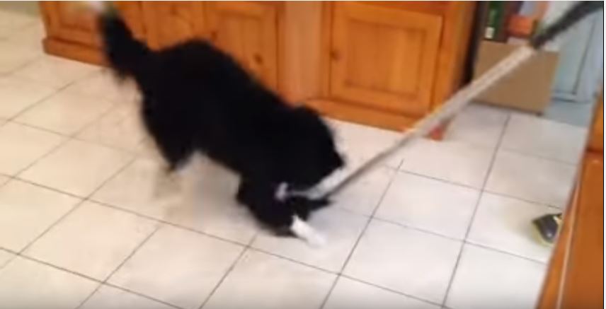 Border Collie Fights Vacuum