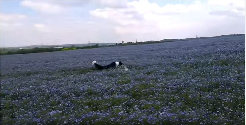 Border Collie Playing In A Field