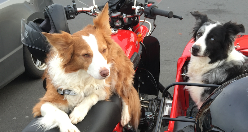 Chloe and Haley are an Inseparable Pair of Lovely Border Collies!