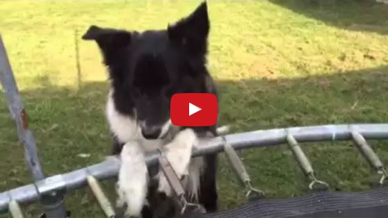 Boston the Border Collie Is Super Determined To Get the Ball Onto the Trampoline