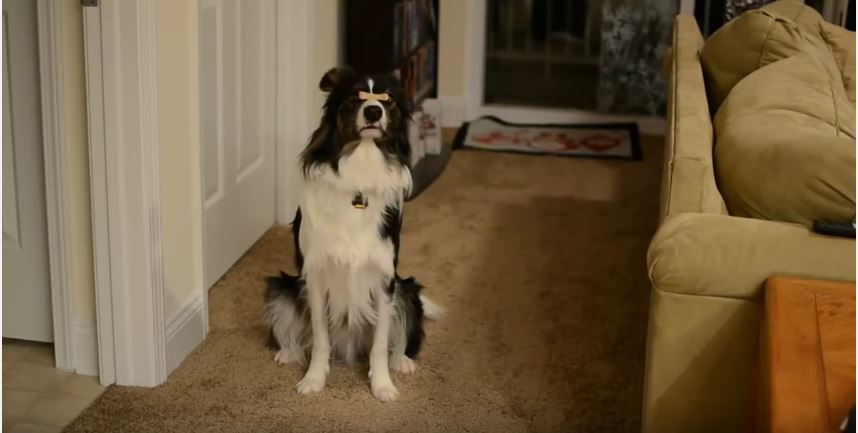 Adorable Border Collies