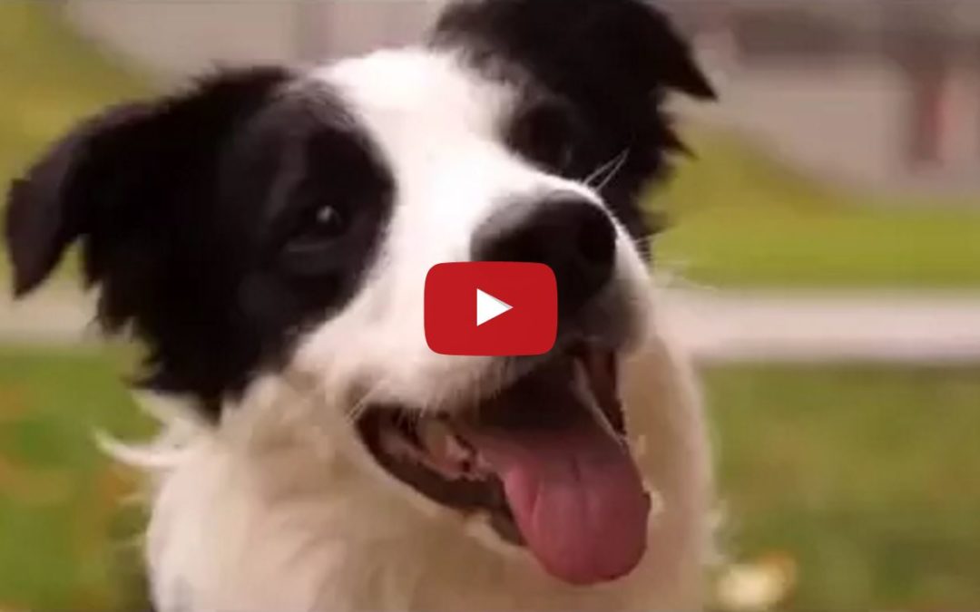 Feniks The Border Collie is Footloose & ‘Fancy’ Free!