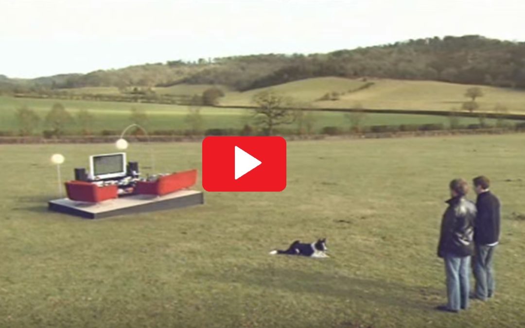 A Border Collie Doing What Border Collies Do Best… For Guinness