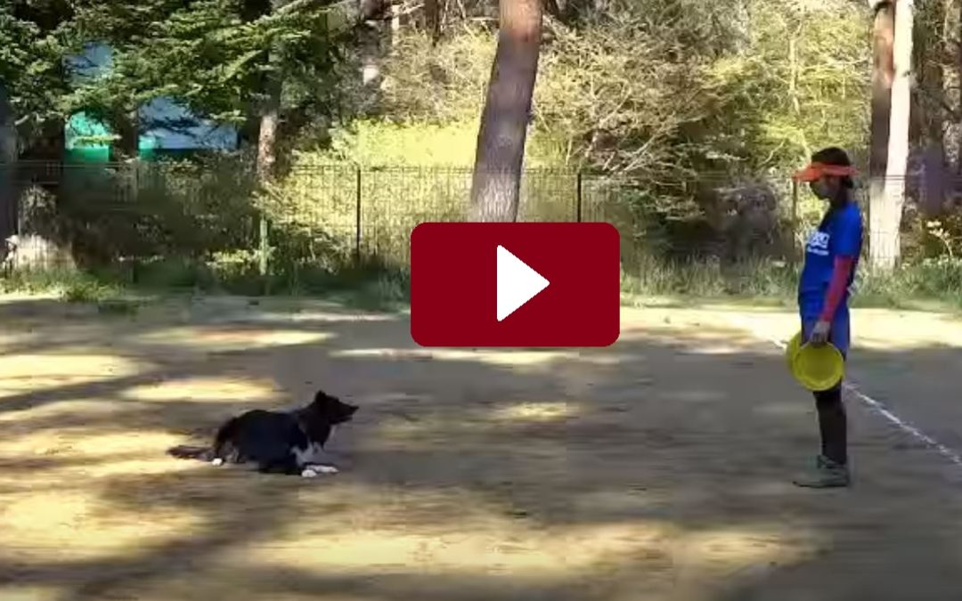 Border Collies In Action In Japan