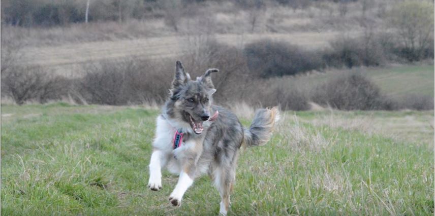 Kiwi the Border Collie